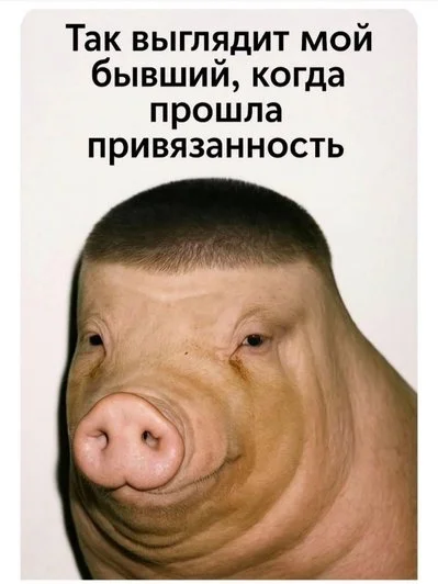 Бывший как свинья