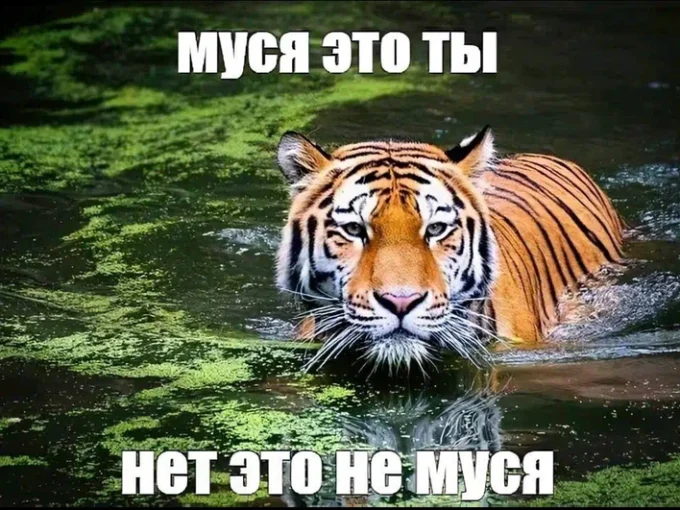 Мем про мусю
