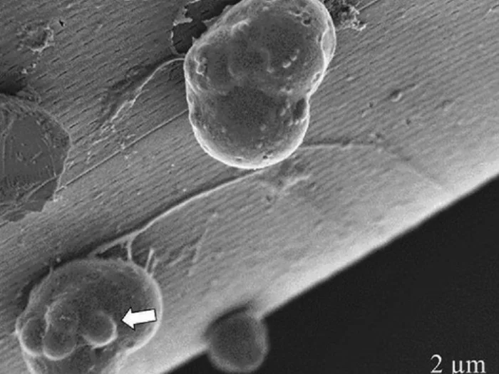 Клетки протиста