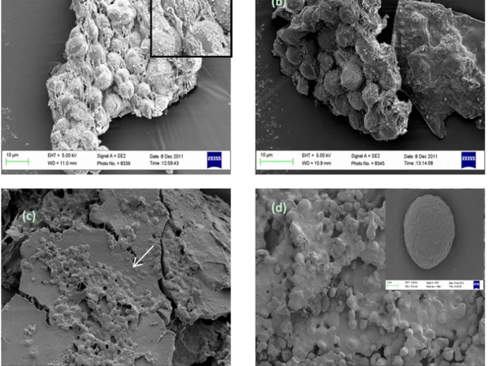 Рост протиста 