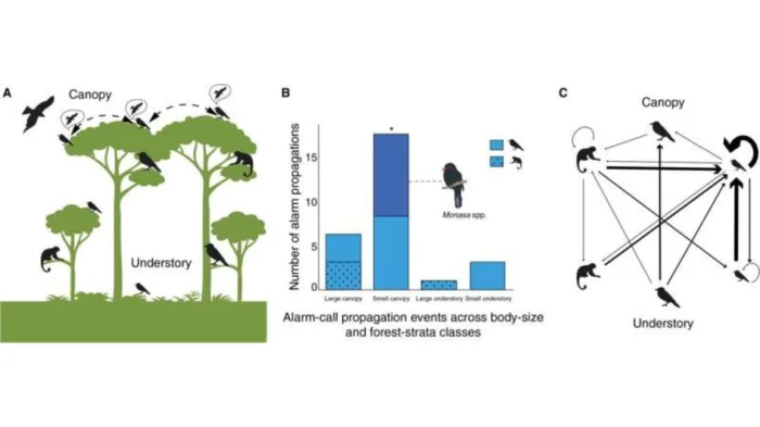 Передача информации по «лесному интернету».
