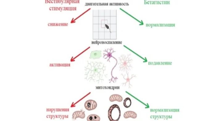 Схема нейропротекторного действия