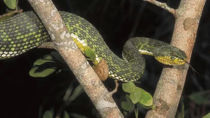 Экземпляр Trimeresurus ayeyarwadyensis из заповедника дикой природы Мейнмахла Кьюн, район Пьяпон, регион Аяравади, Мьянма.