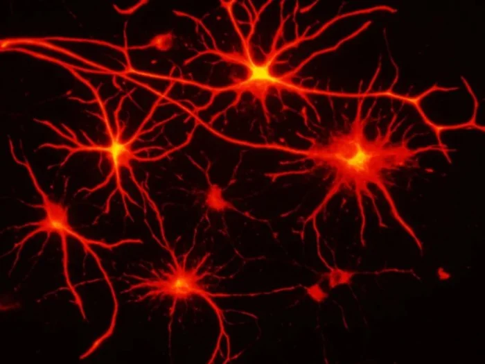 Астроциты тоже образуют протяженные клеточные сети.