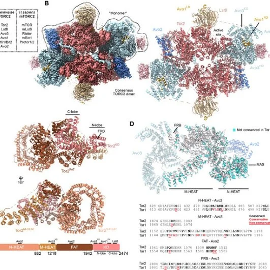 Тормоз роста клеток