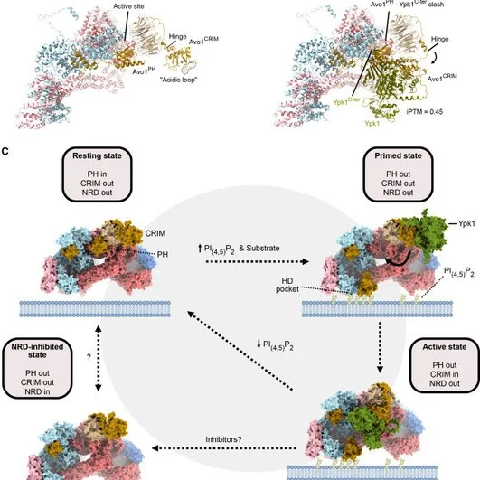 Гипотетическая модель активации TORC 2