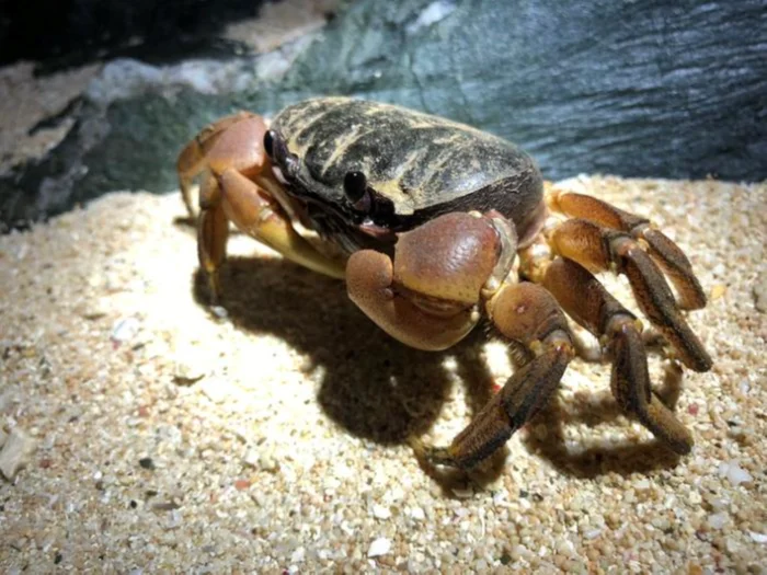 Настоящий краб Tuerkayana hirtipes — один из видов, включенных в исследование.