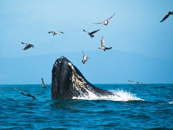 Теоретически кит может проглотить зазевавшуюся птицу, но только небольшую