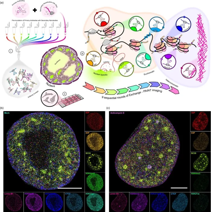 Визуализация ядра клетки.