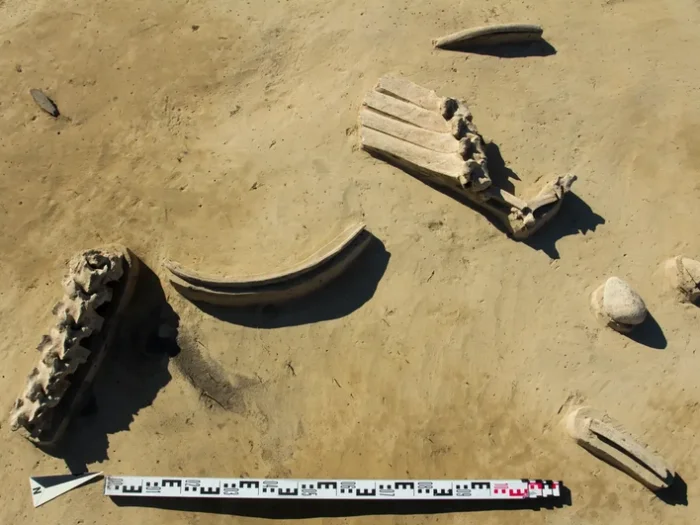 Кости бизона