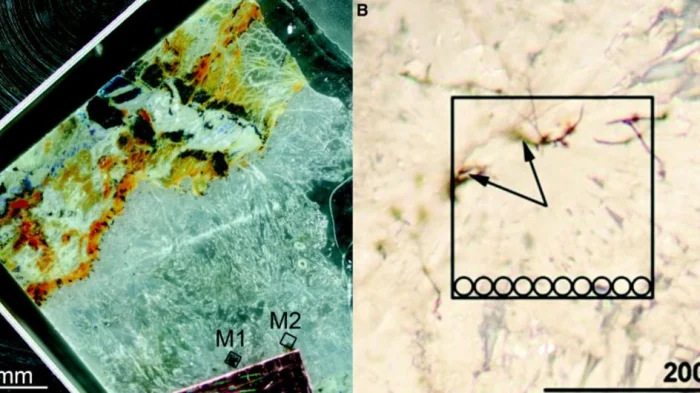 Примеры микрофоссилий (обозначены стрелками) в тестовом образце земной породы, исследованном с помощью разработанного прибора