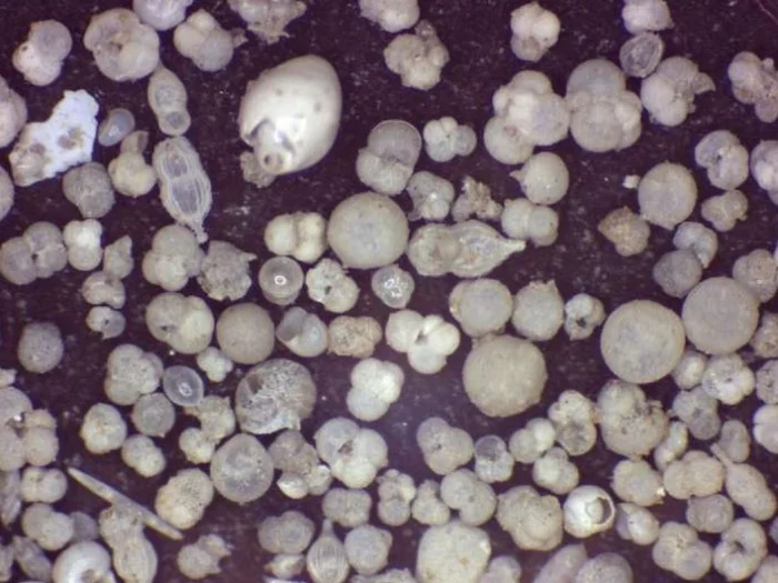 Микрофоссилии в известняке