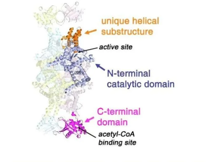 Фермент ICL2
