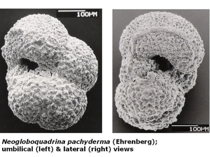 Neogloboquadrina pachyderma в разных проекциях