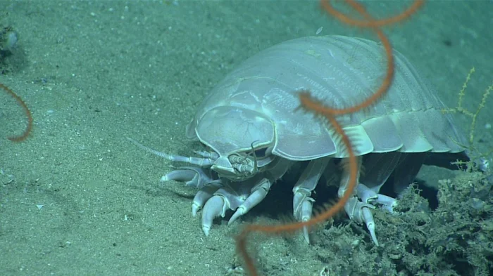 Bathynomus giganteus