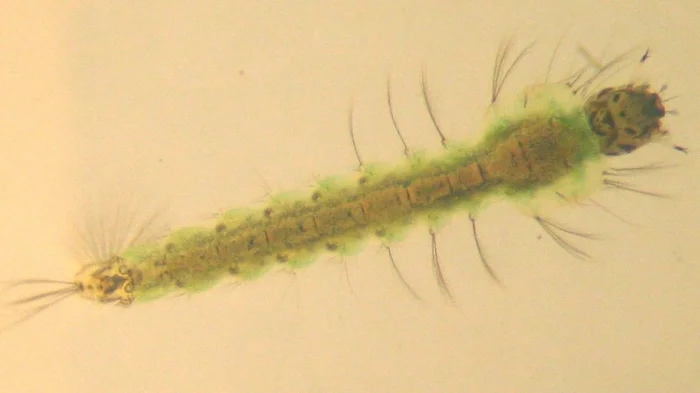 Личинка комара Anopheles, длина около 8 мм.