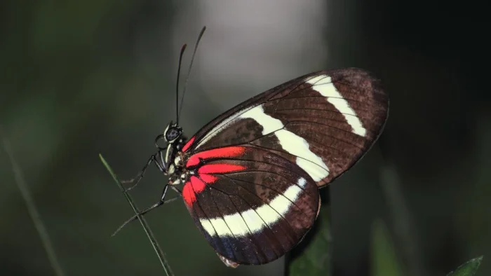 Бабочка Heliconius hewitsoni.