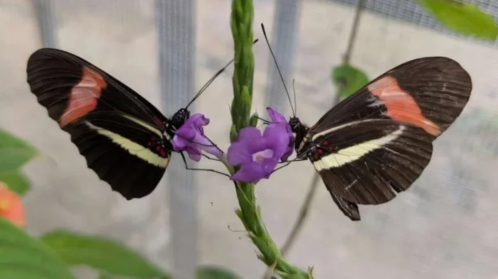 Две бабочки Heliconius melpomene, питающиеся цветами Stachytarpheta. Бабочка справа заметно старше, о чем свидетельствуют заметные следы износа на ее крыльях.