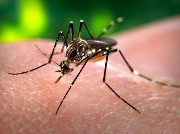 Самка комара Aedes aegypti 