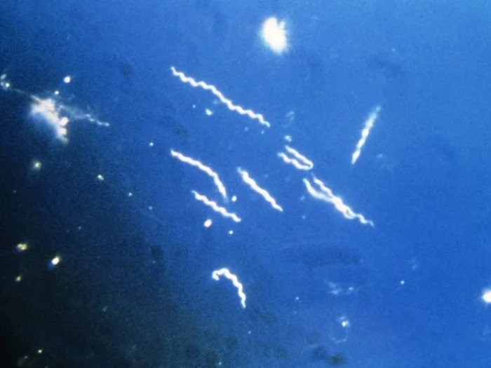 Спирохеты Borrelia burgdorferi