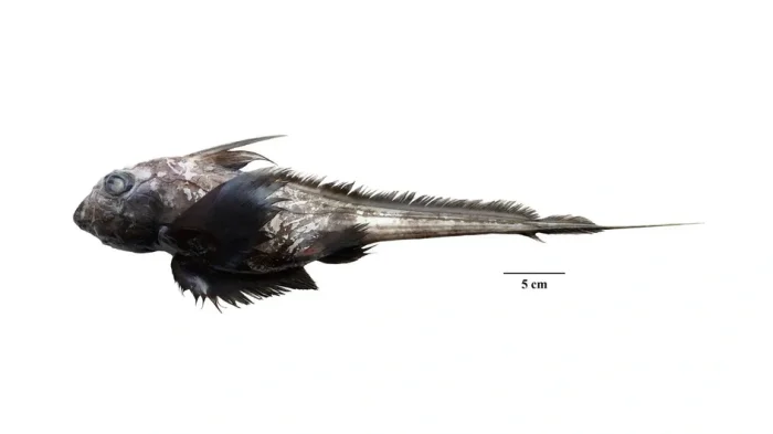 Акула-призрак вида Chimaera supapae