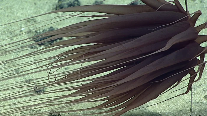 Relicanthus daphneae