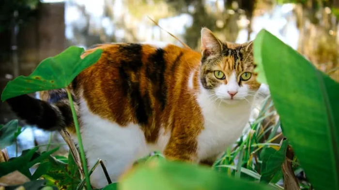 Кошки охотятся на животных, которые могут быть переносчиками зоонозных патогенов, включая грызунов, птиц и летучих мышей, многие из которых в противном случае практически не контактировали бы с людьми.