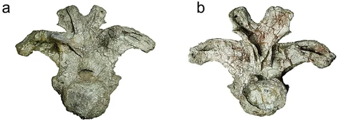 Голотипный передний спинной позвонок Uragasaurus kalasinensis.