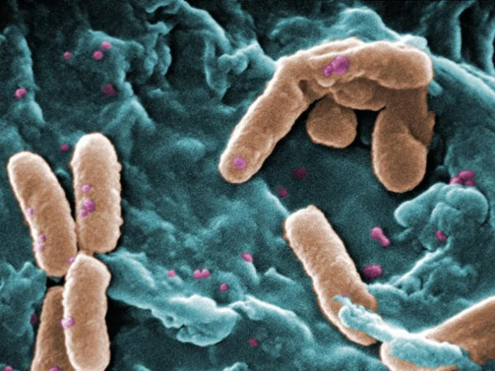 Pseudomonas aeruginosa — вид грамотрицательных аэробных подвижных палочковидных бактерий.